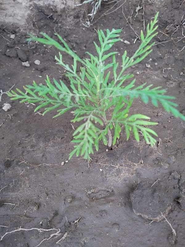 tree image