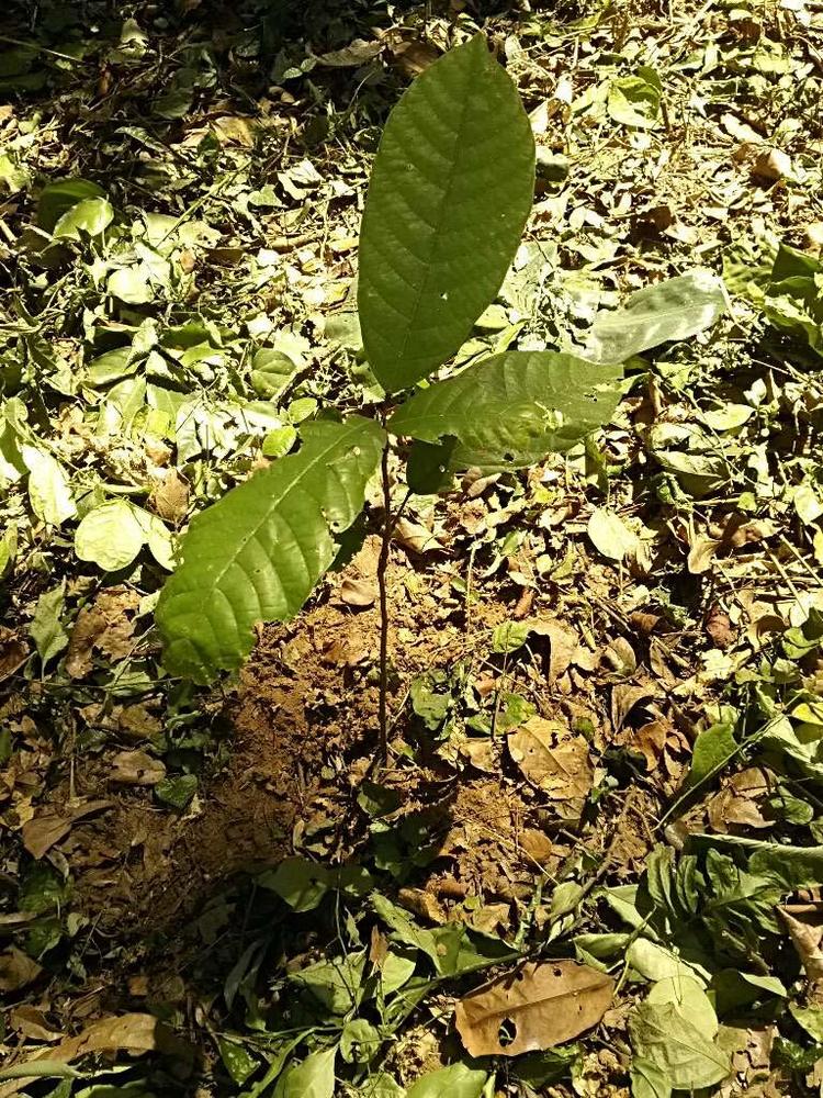 tree image
