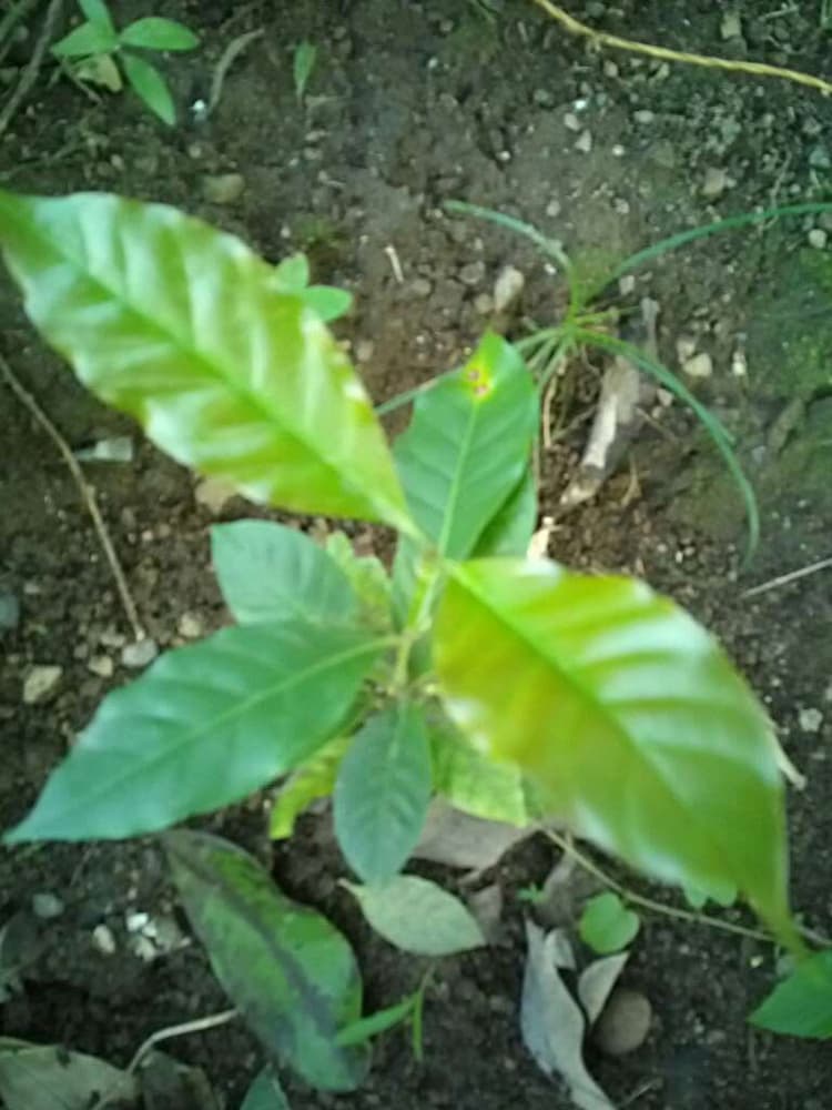 tree image