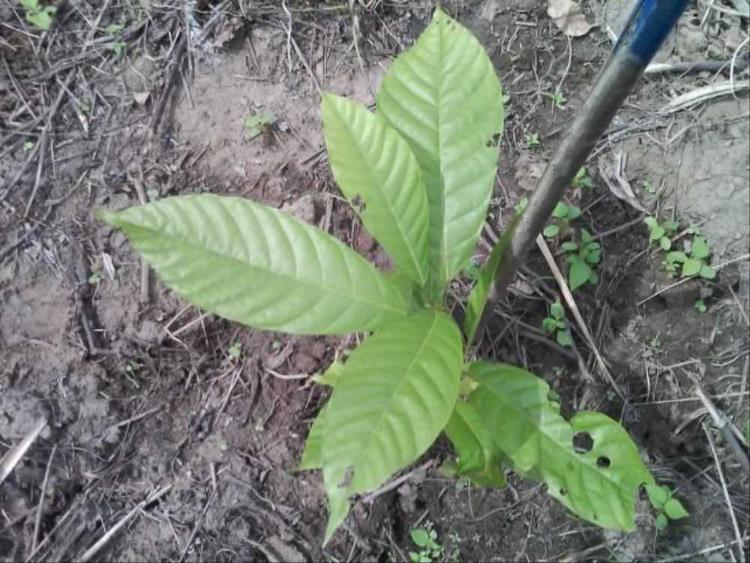 tree image