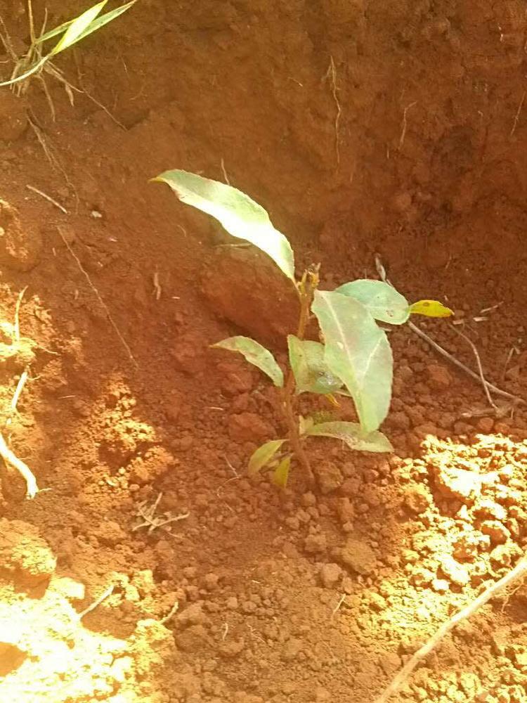 tree image