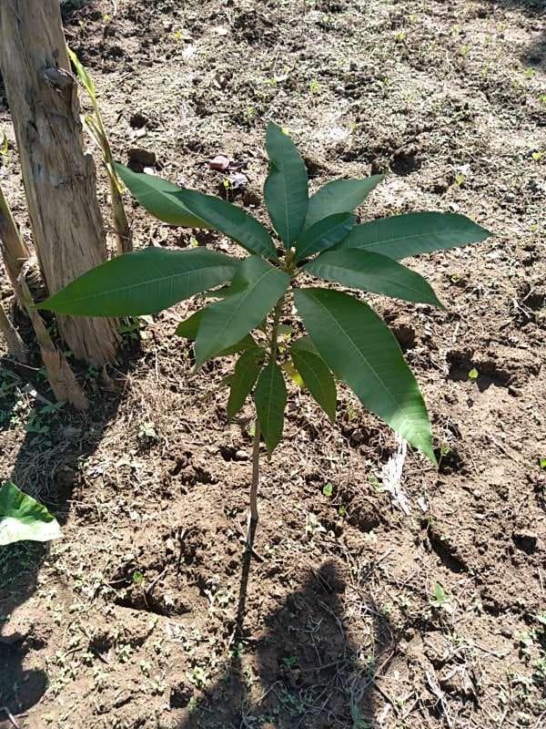 tree image