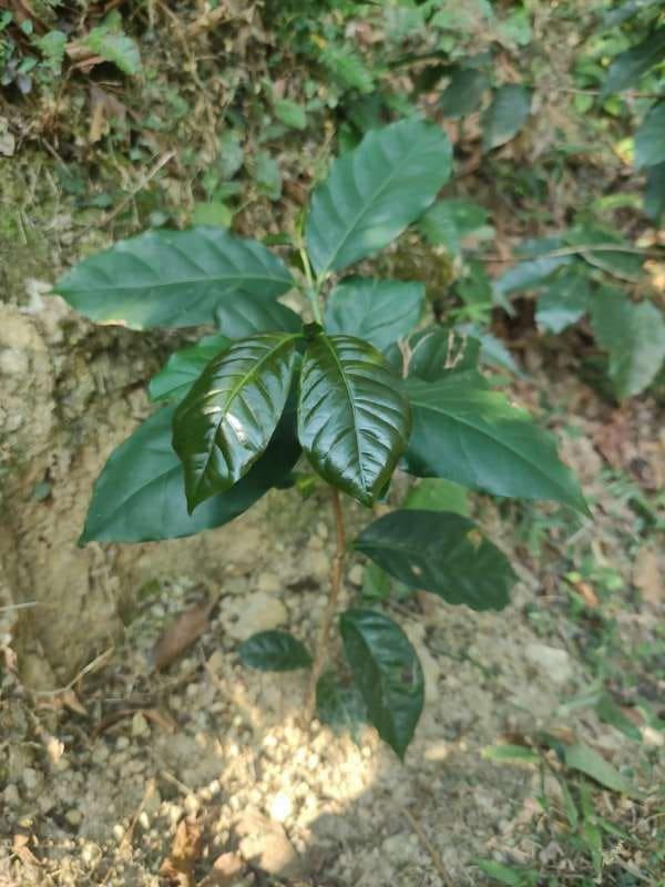 tree image