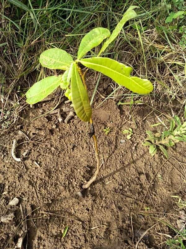 tree image
