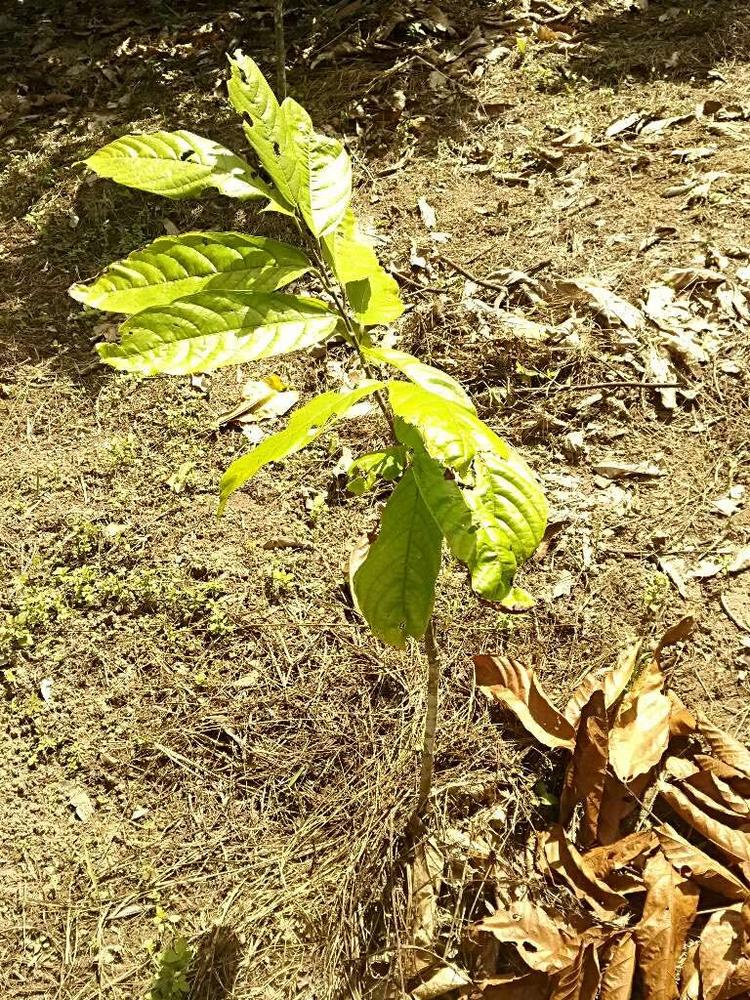 tree image