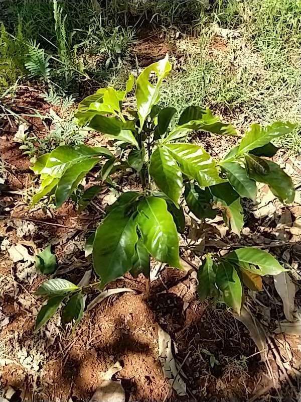 tree image