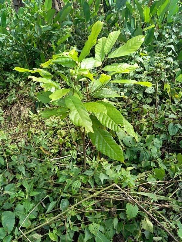 tree image