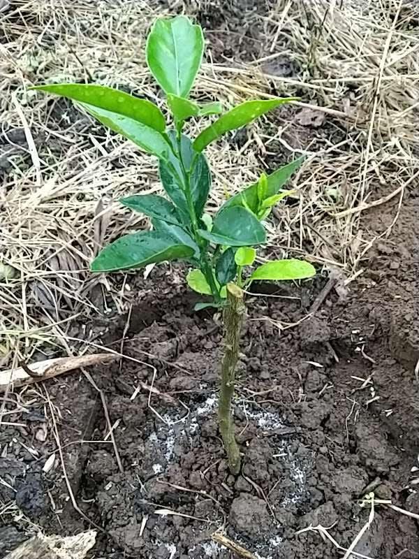 tree image