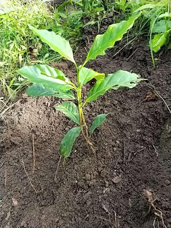 tree image