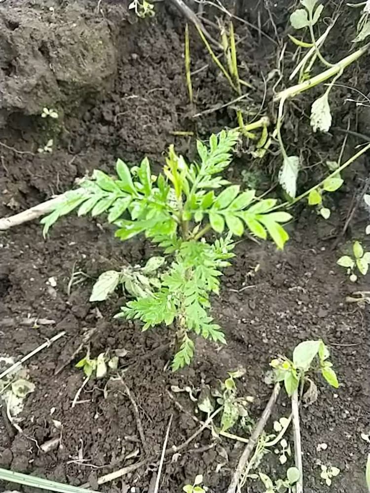 tree image