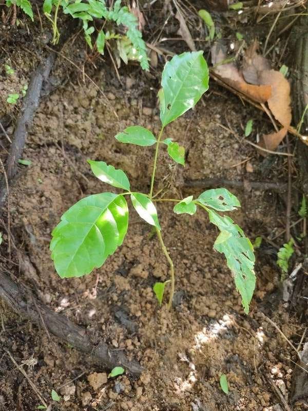 tree image