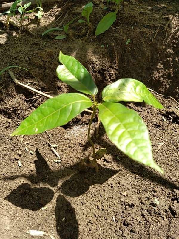 tree image