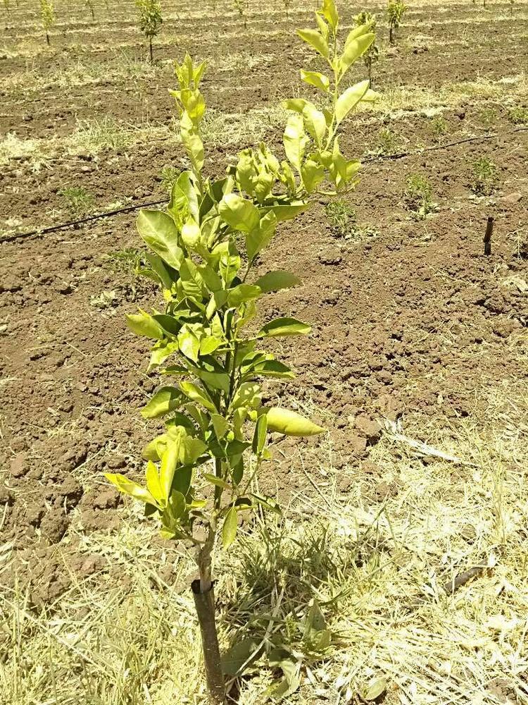 tree image