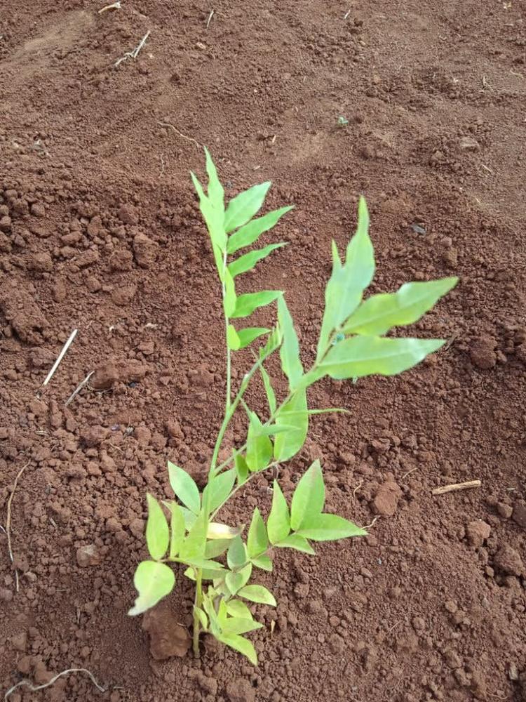 tree image