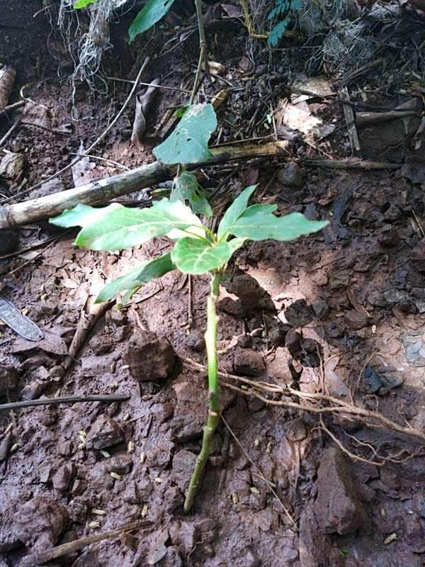 tree image