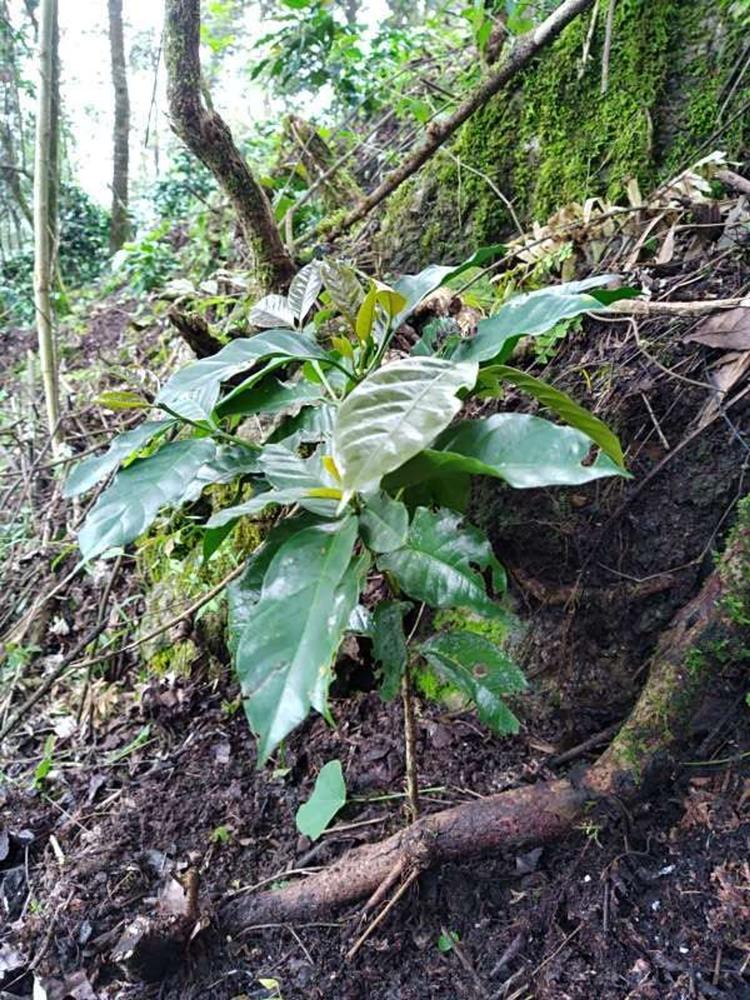 tree image