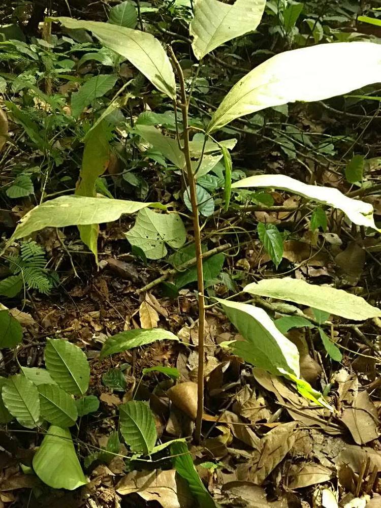 tree image