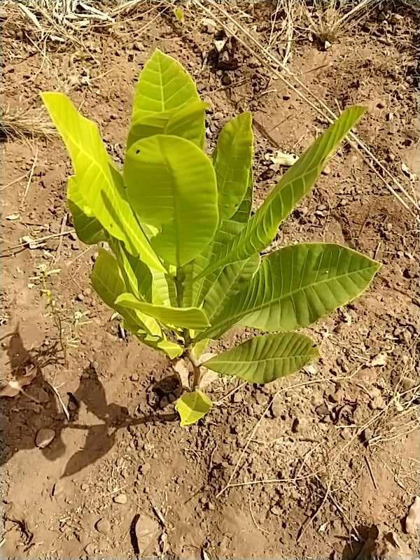tree image