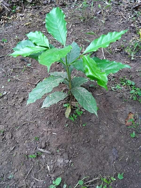 tree image