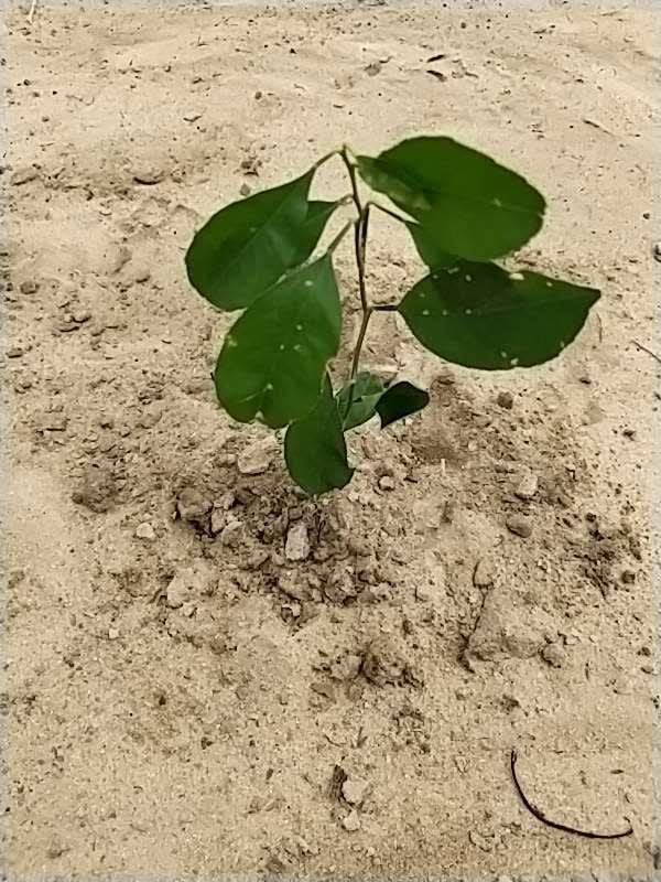 tree image