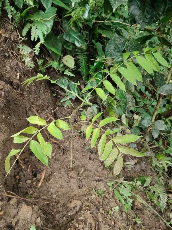 tree image