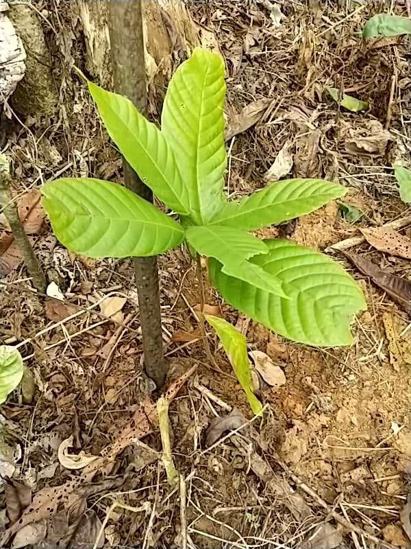 tree image