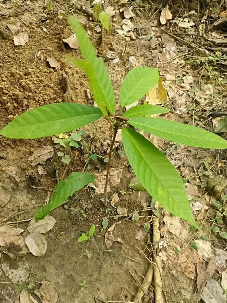 tree image
