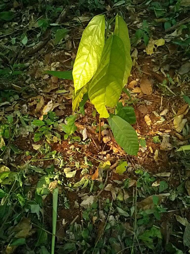 tree image