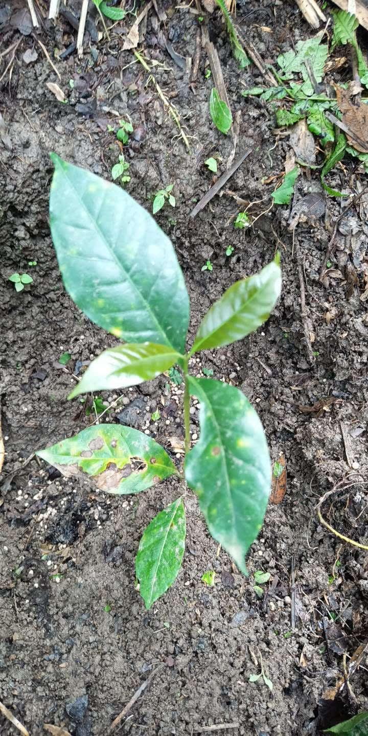 tree image