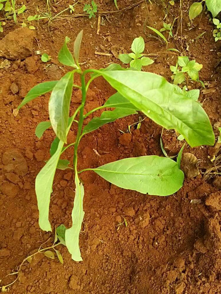 tree image