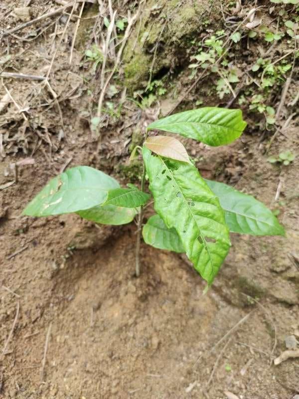 tree image