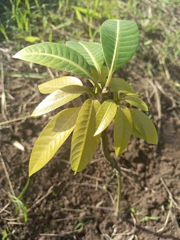 tree image