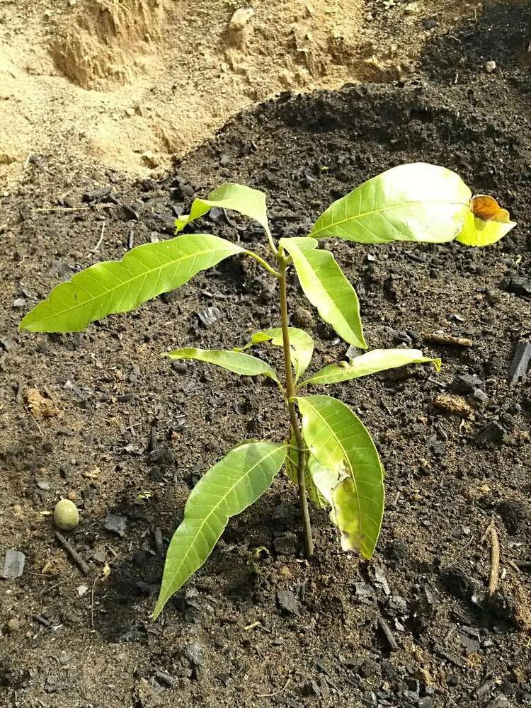 tree image