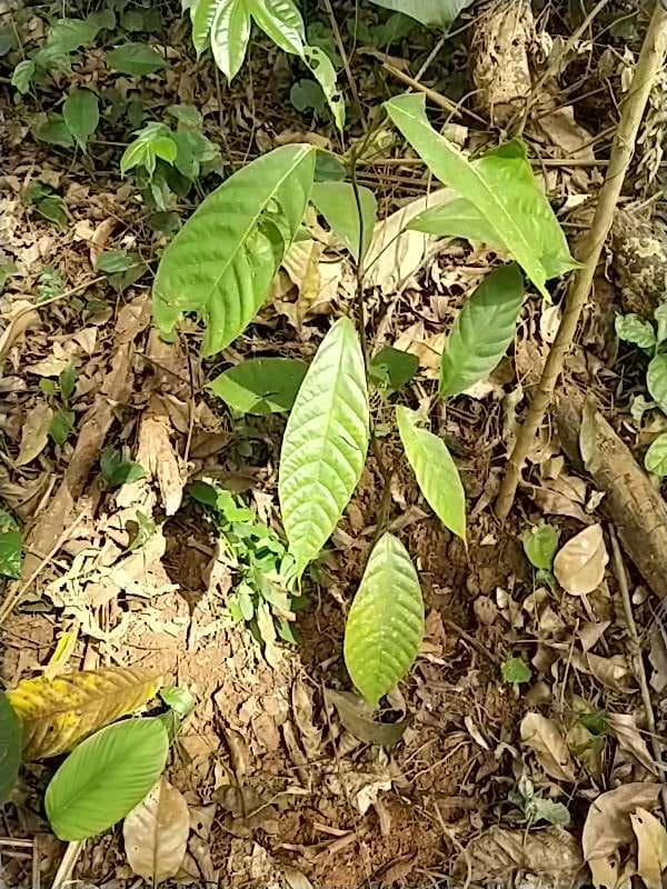 tree image