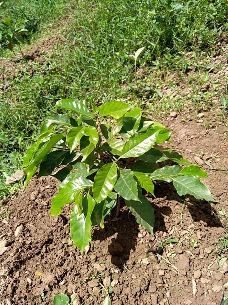 tree image