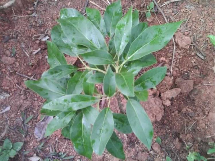 tree image