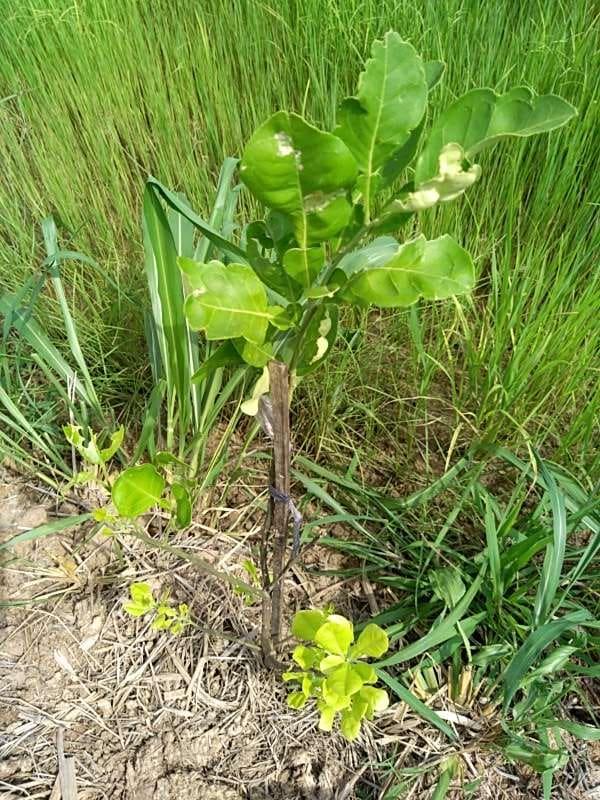 tree image