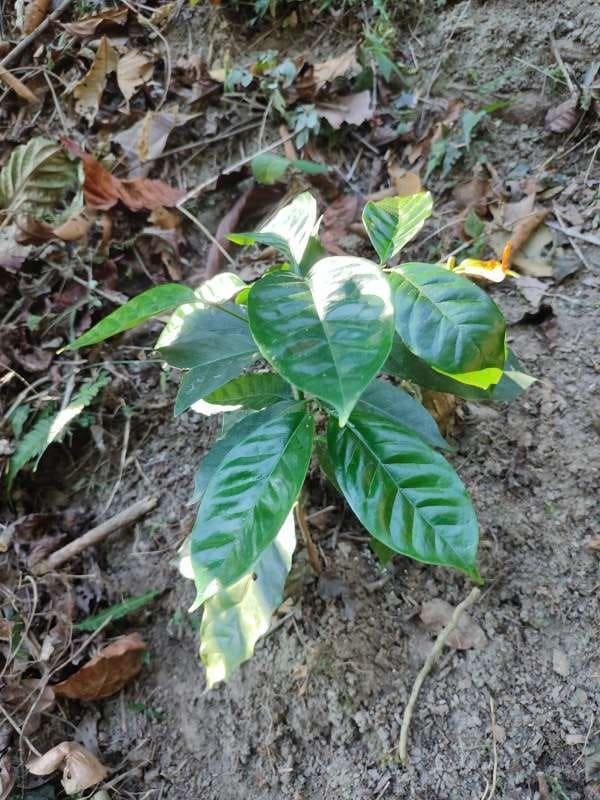 tree image
