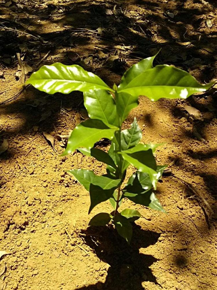 tree image