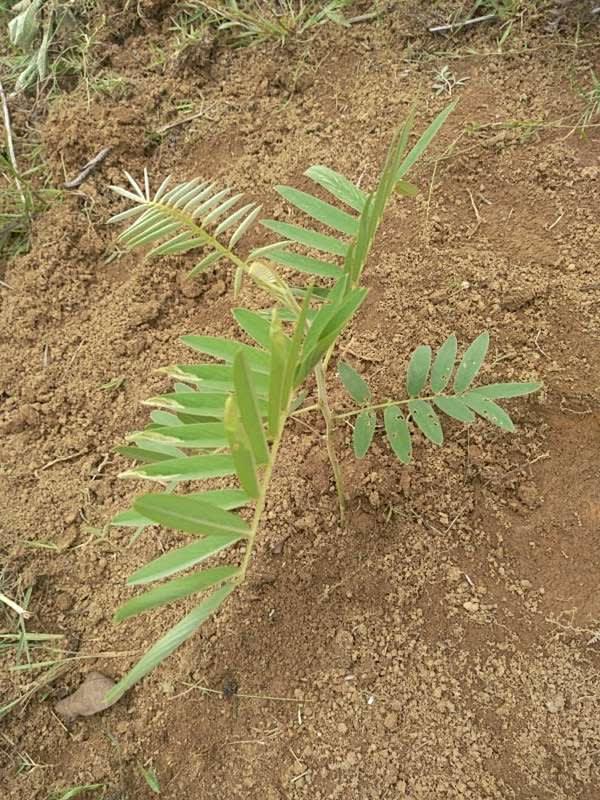 tree image