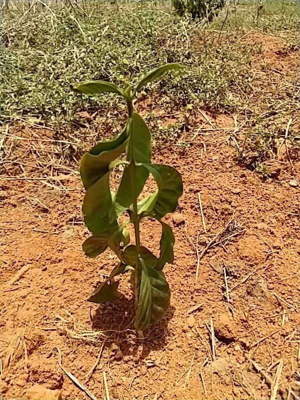 tree image