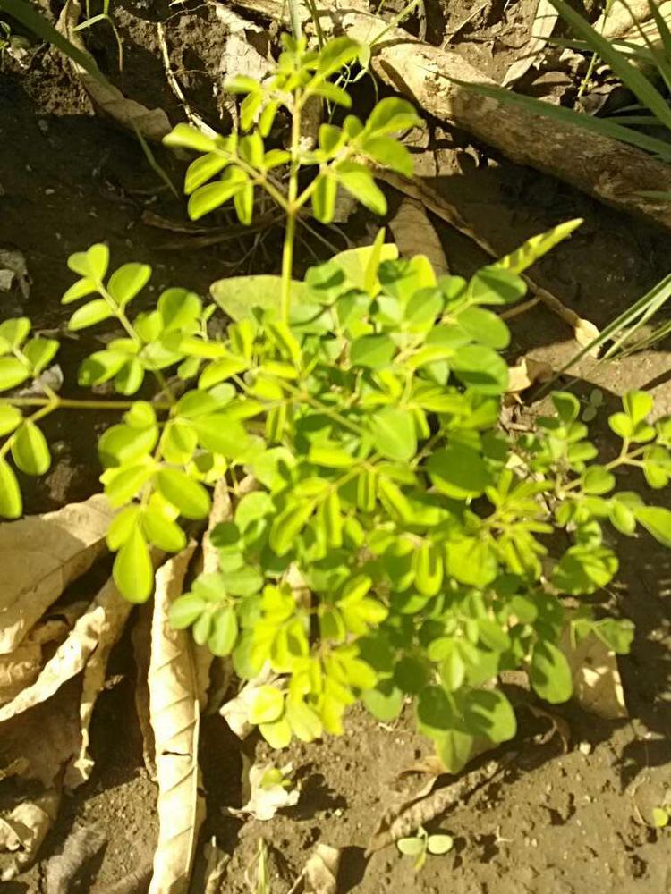 tree image