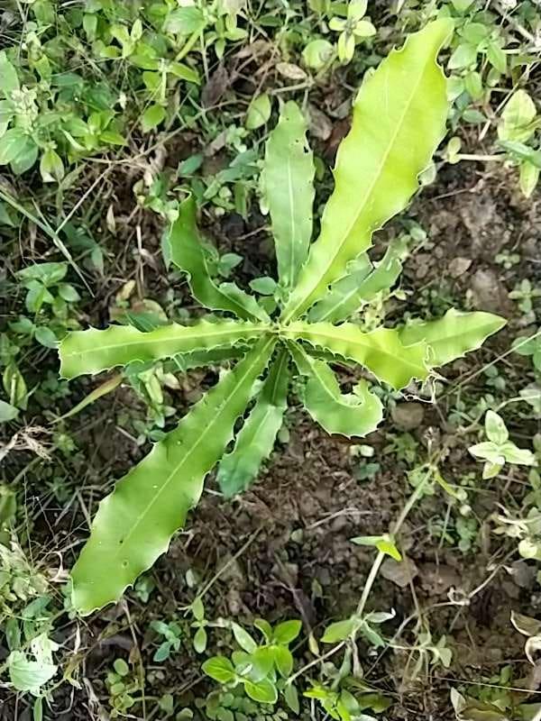 tree image