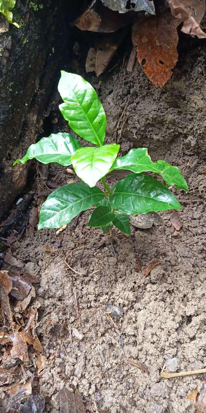 tree image