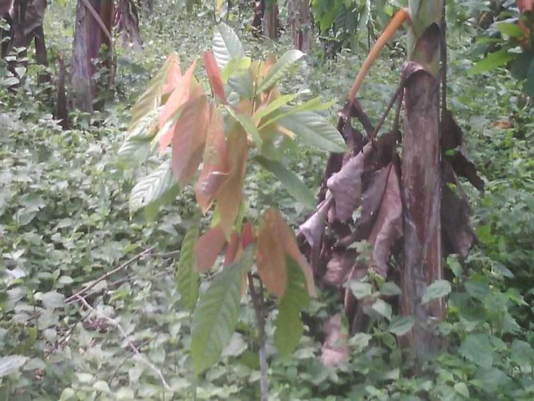 tree image