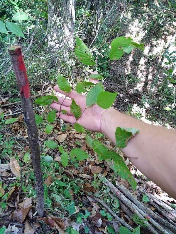tree image