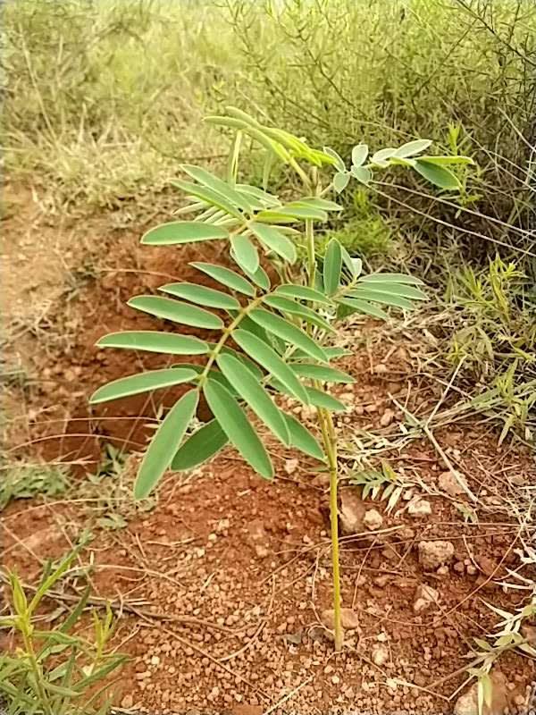 tree image