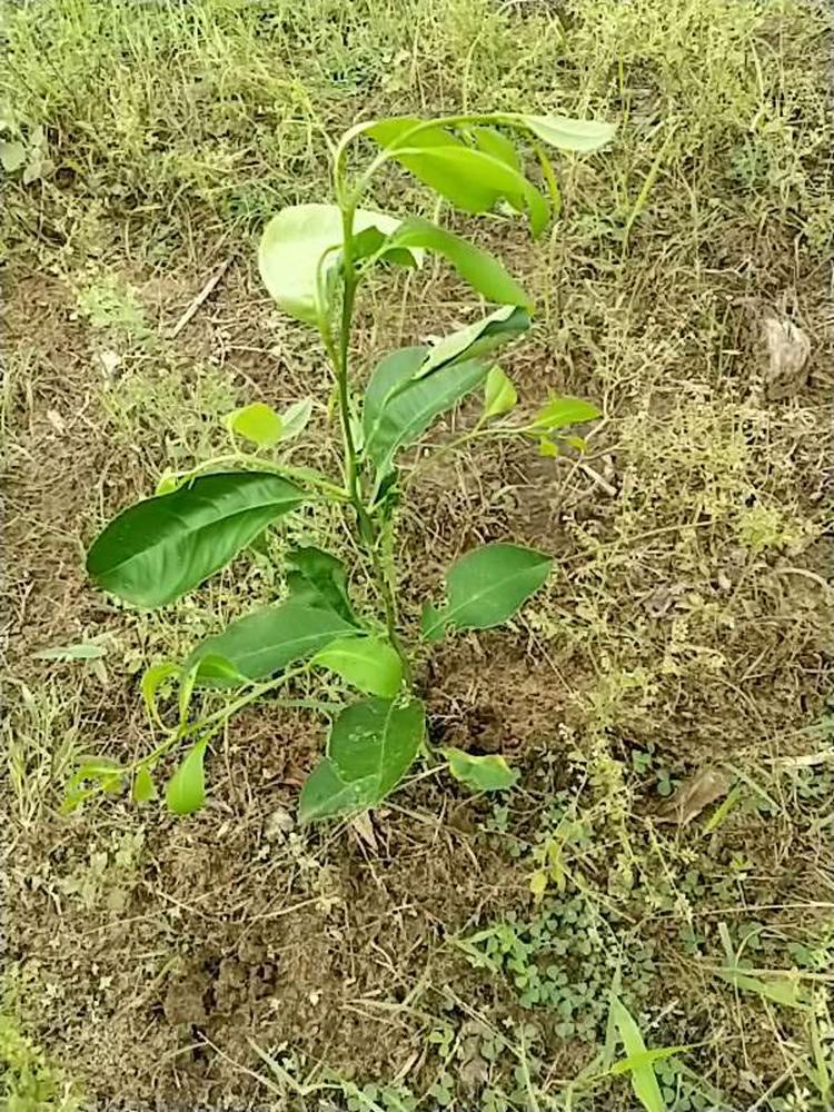 tree image