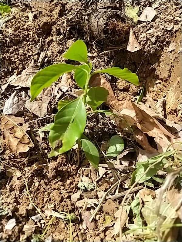 tree image