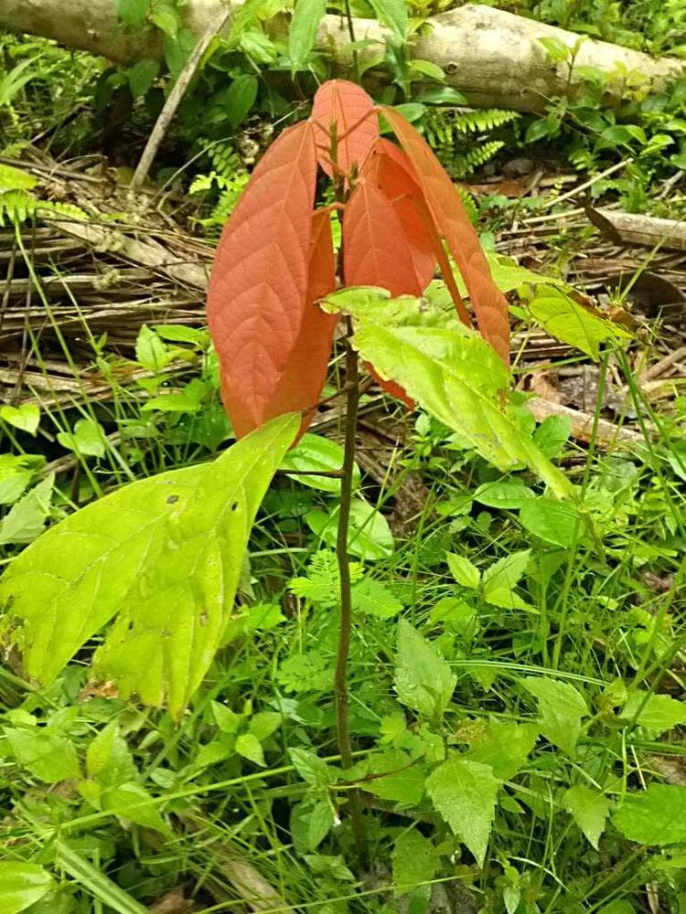 tree image
